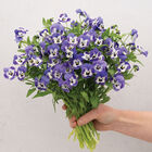 Sorbet® XP Delft Blue Viola (Pansy)