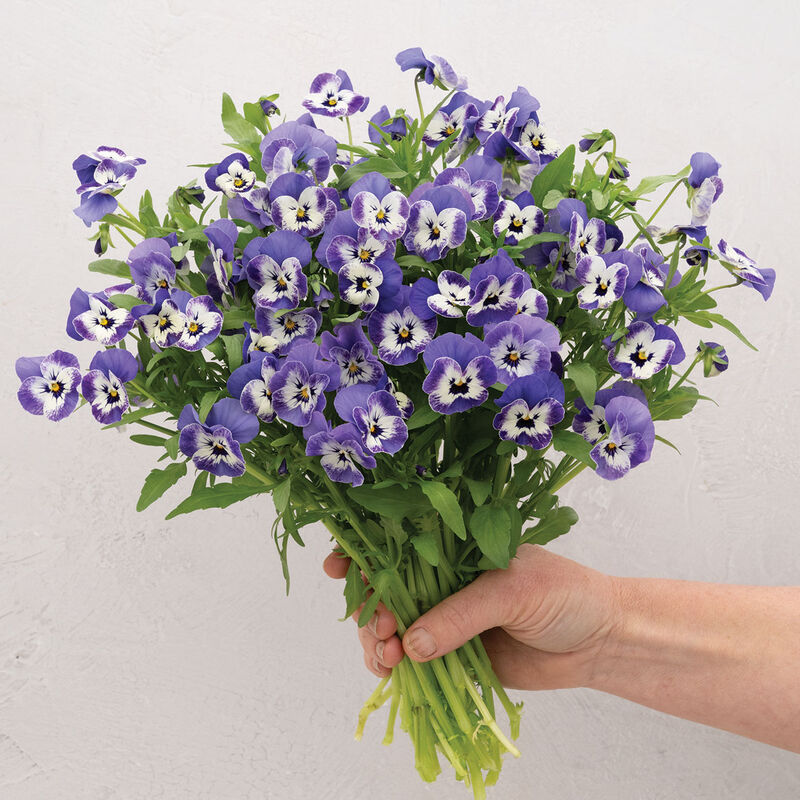 Sorbet® XP Delft Blue Viola (Pansy)