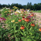 Paradiso Tall Mix Echinacea (Coneflower)