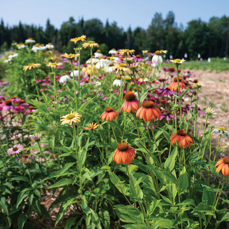 Paradiso Tall Mix Echinacea (Coneflower)