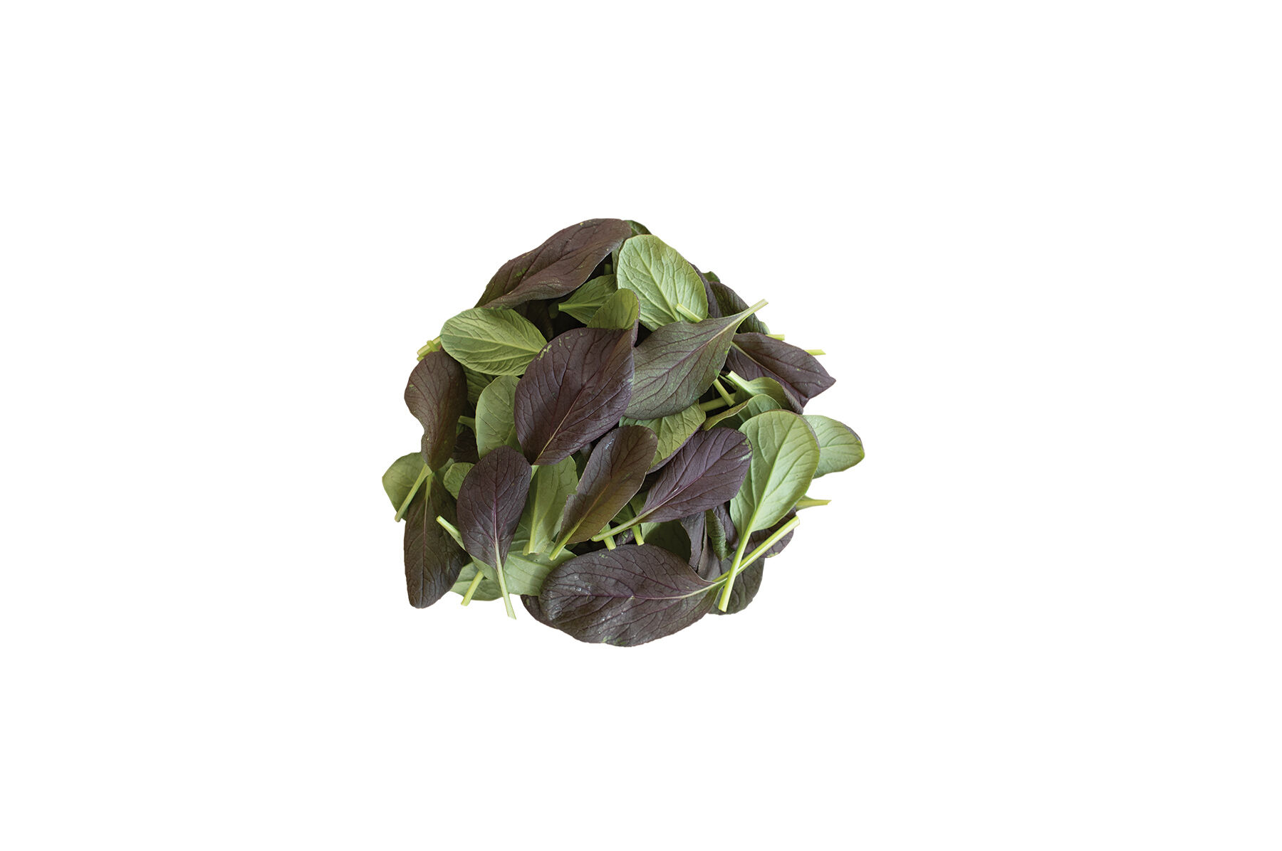 Johnny's Selected Seeds Rosie Asian Green Seed - Thumbnail 3