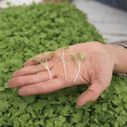 Mizuna Microgreen Vegetables