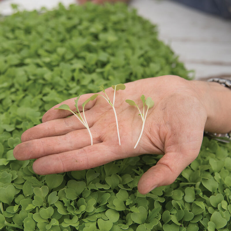 Mizuna Microgreen Vegetables