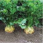 Brilliant Celeriac (Celery Root)