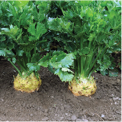 Brilliant Brilliant Celeriac (Celery Root)
