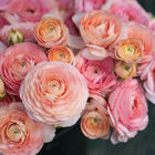 Romance™ Salerno® Ranunculus