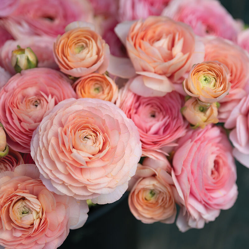 Romance™ Salerno® Ranunculus