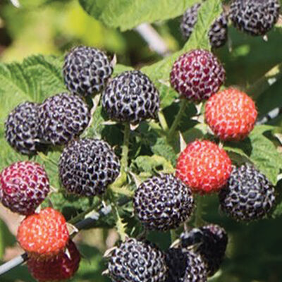 Niwot Raspberry