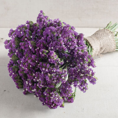 Seeker Purple Seeker Purple Statice