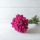 QIS™ Carmine Gomphrena (Globe Amaranth)