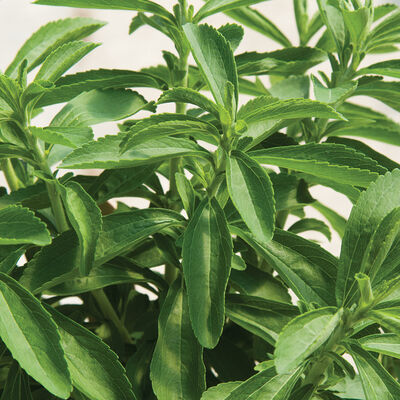 Stevia Stevia