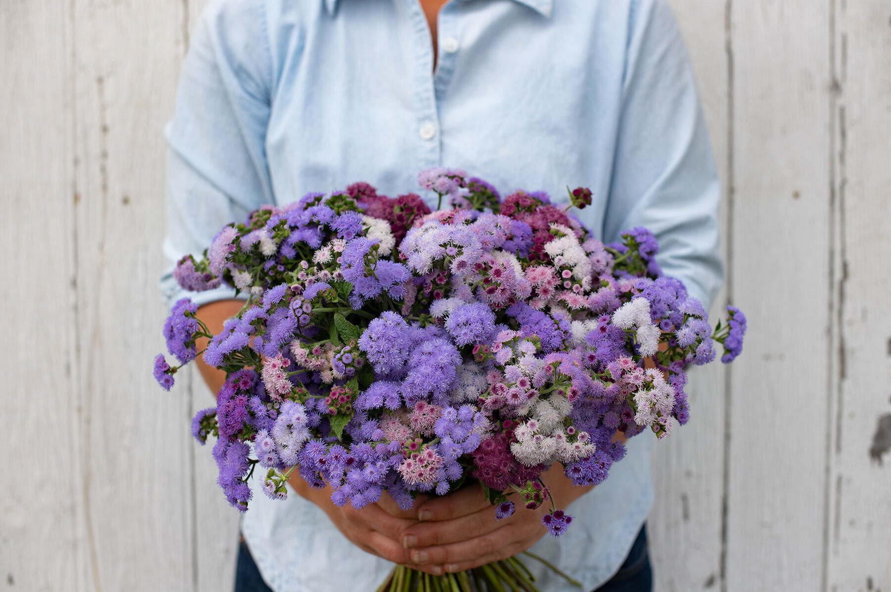 Timeless Mix Ageratum