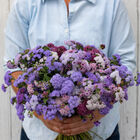 Timeless Mix Ageratum