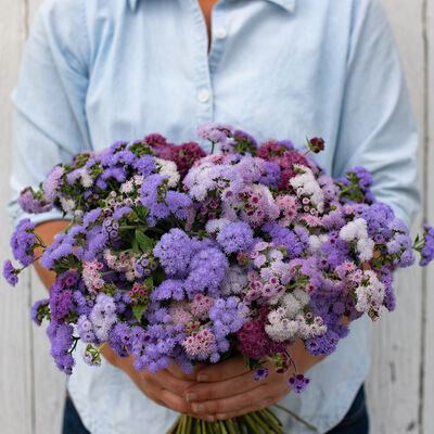 Timeless Mix Ageratum