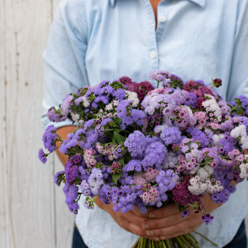 Timeless Mix Ageratum