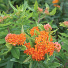Pleurisy Root Asclepias (Butterfly Weed)