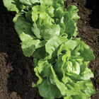 Nancy Nancy Butterhead Lettuce (Boston)