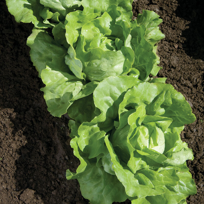 Nancy Nancy Butterhead Lettuce (Boston)