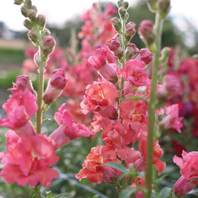 Madame Butterfly Cherry Bronze Snapdragon