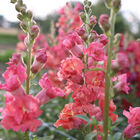Madame Butterfly Cherry Bronze Snapdragon