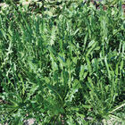 Felix Italian Dandelion