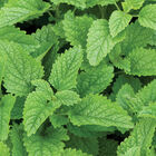 Lemon Balm Lemon Balm