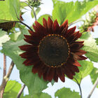 Rouge Royale Rouge Royale Tall Sunflowers