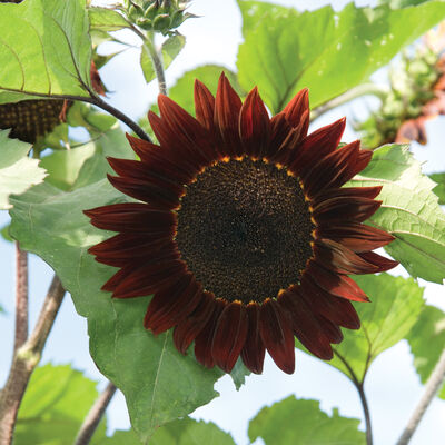 Rouge Royale Rouge Royale Tall Sunflowers
