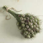 Love-In-A-Mist Nigella