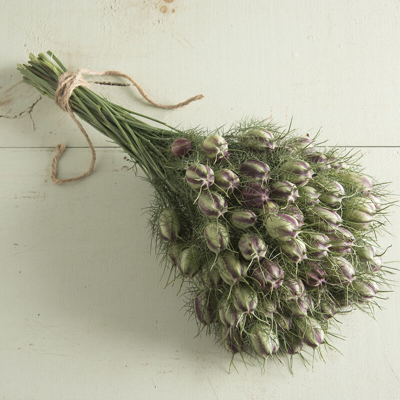 Love-In-A-Mist Nigella