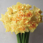 Bellabombe Narcissus