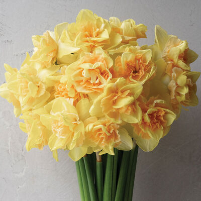 Bellabombe Narcissus