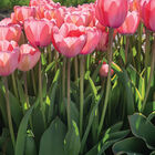 Pink Impression Tulips
