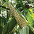 Kickoff XR Sweet Corn