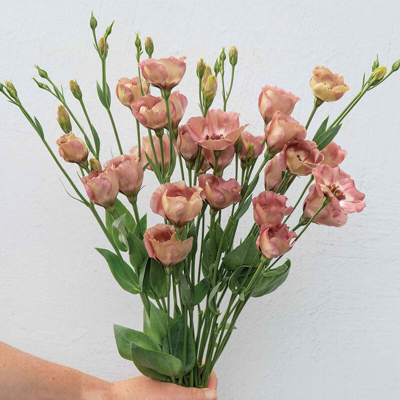 Pucchino Choco 3 Lisianthus