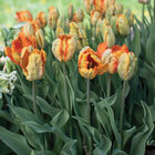 Parrot King Tulips