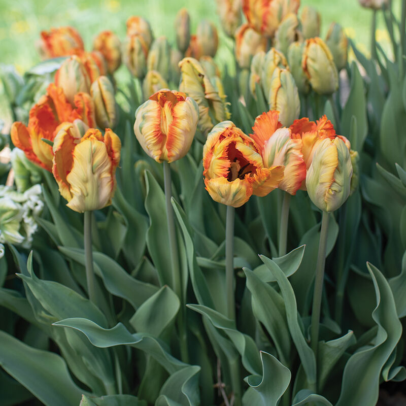 Parrot King Tulips