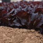 Alboreto Lettuce