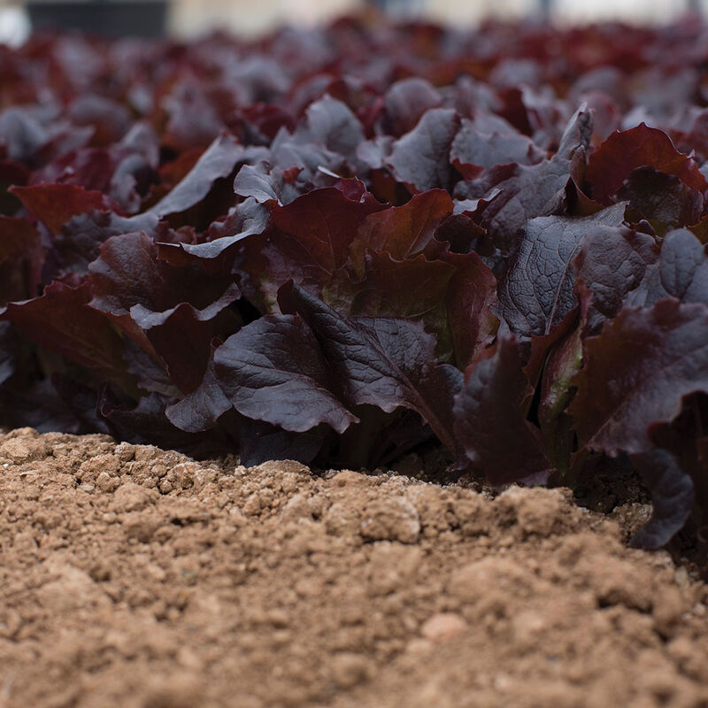 Alboreto Lettuce