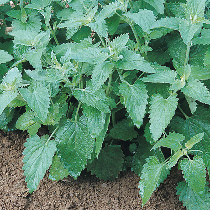 Catnip Seeds