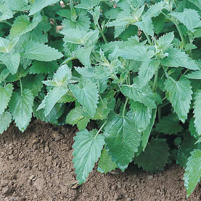 Catnip Catnip