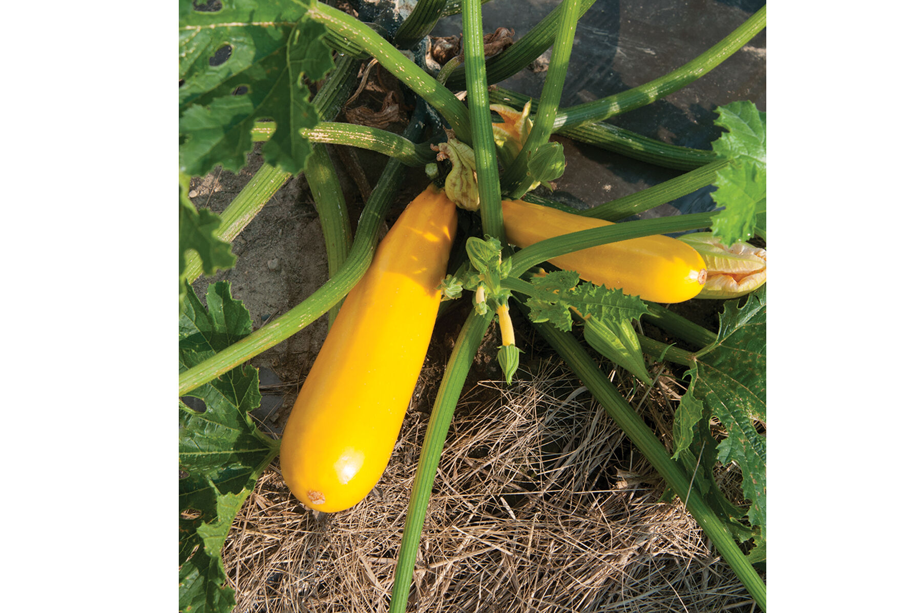 Yellowfin Summer Squash