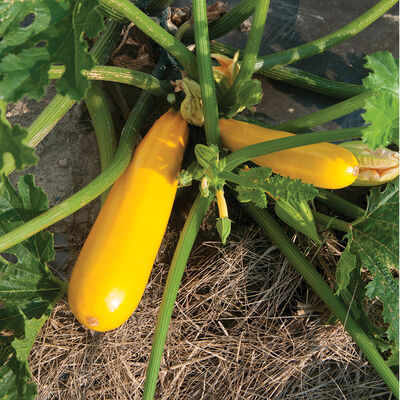 Yellowfin Yellowfin Summer Squash