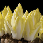 Totem Belgian Endive (Witloof)