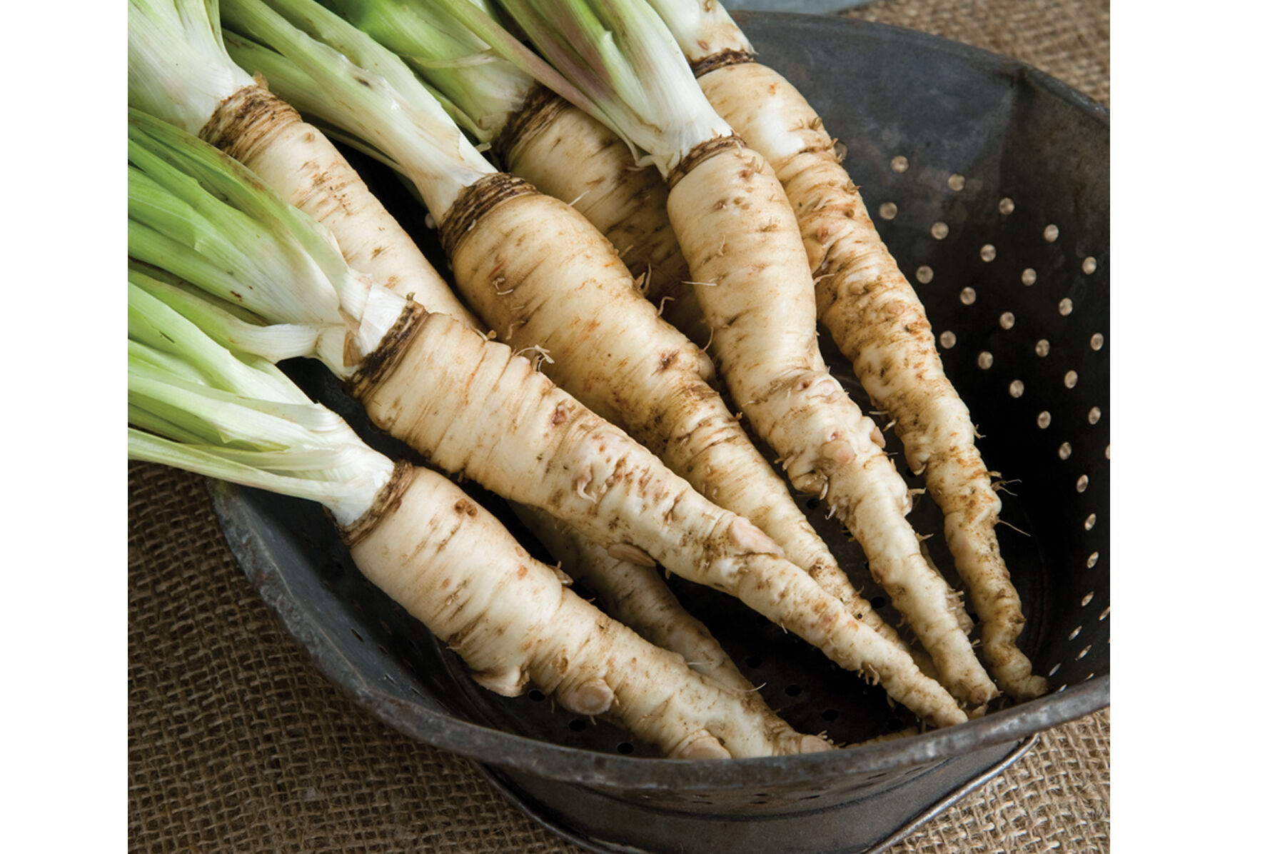 Mammoth Sandwich Island Salsify