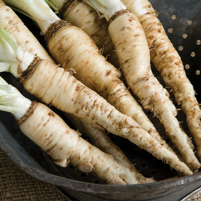 Mammoth Sandwich Island Salsify