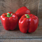 Nebula Sweet Bell Peppers