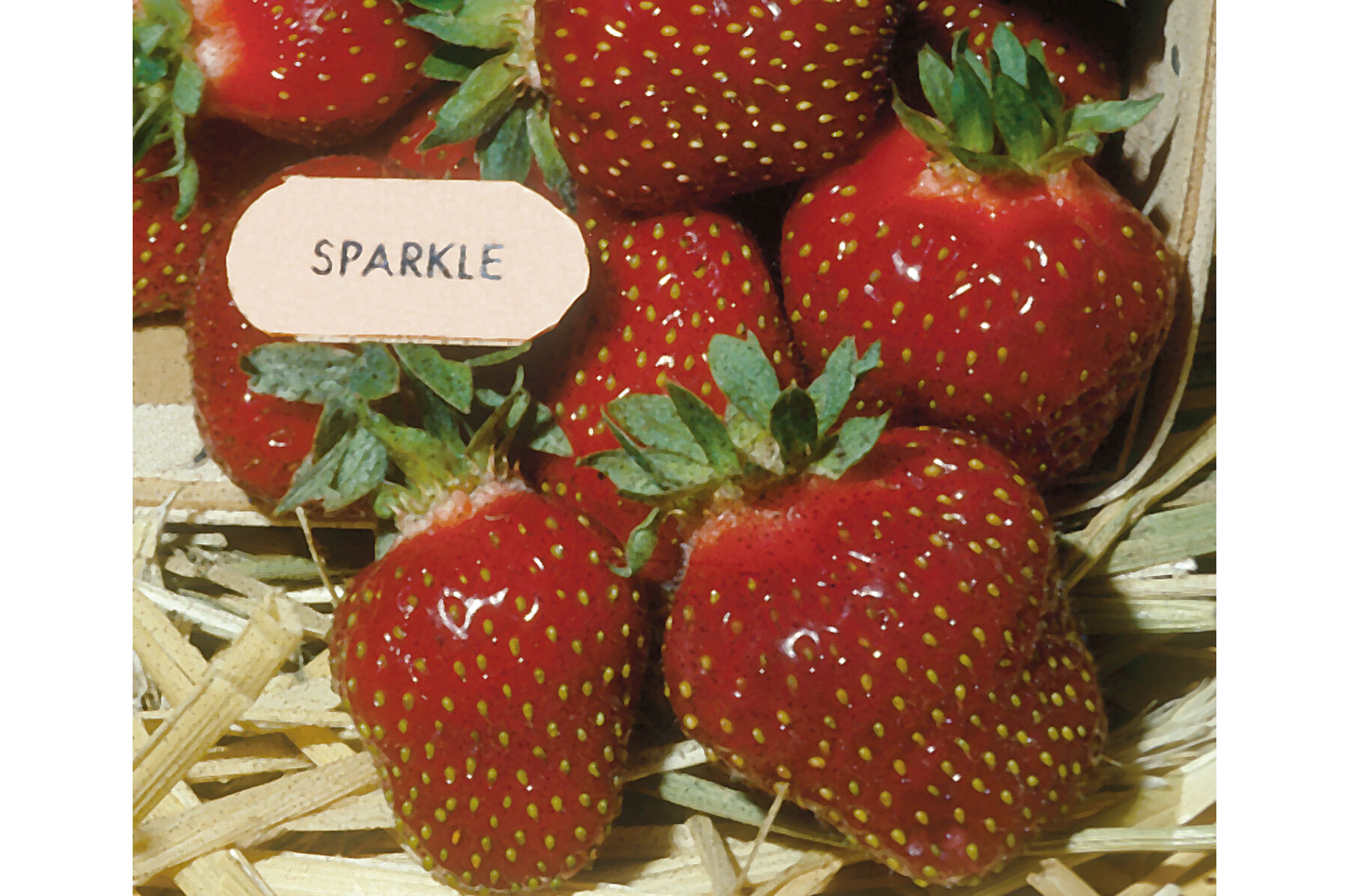 strawberryページ 71F8AnOnS+S._UF350,350_QL80_.jpg