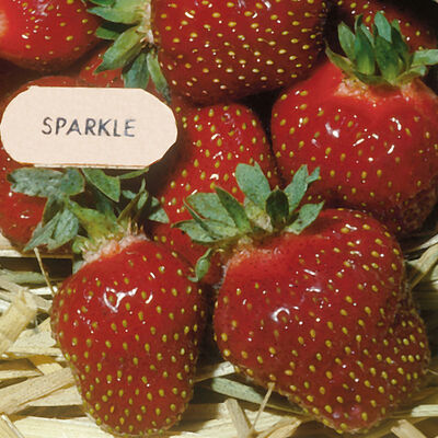 Sparkle – Spring-Planted Strawberry Bare-Root Plants