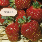 Sparkle Strawberry Bare-Root Plants